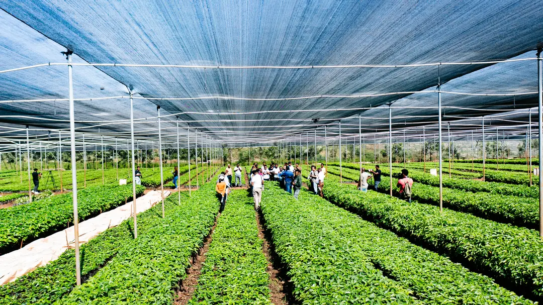 Sustainable coffee farming