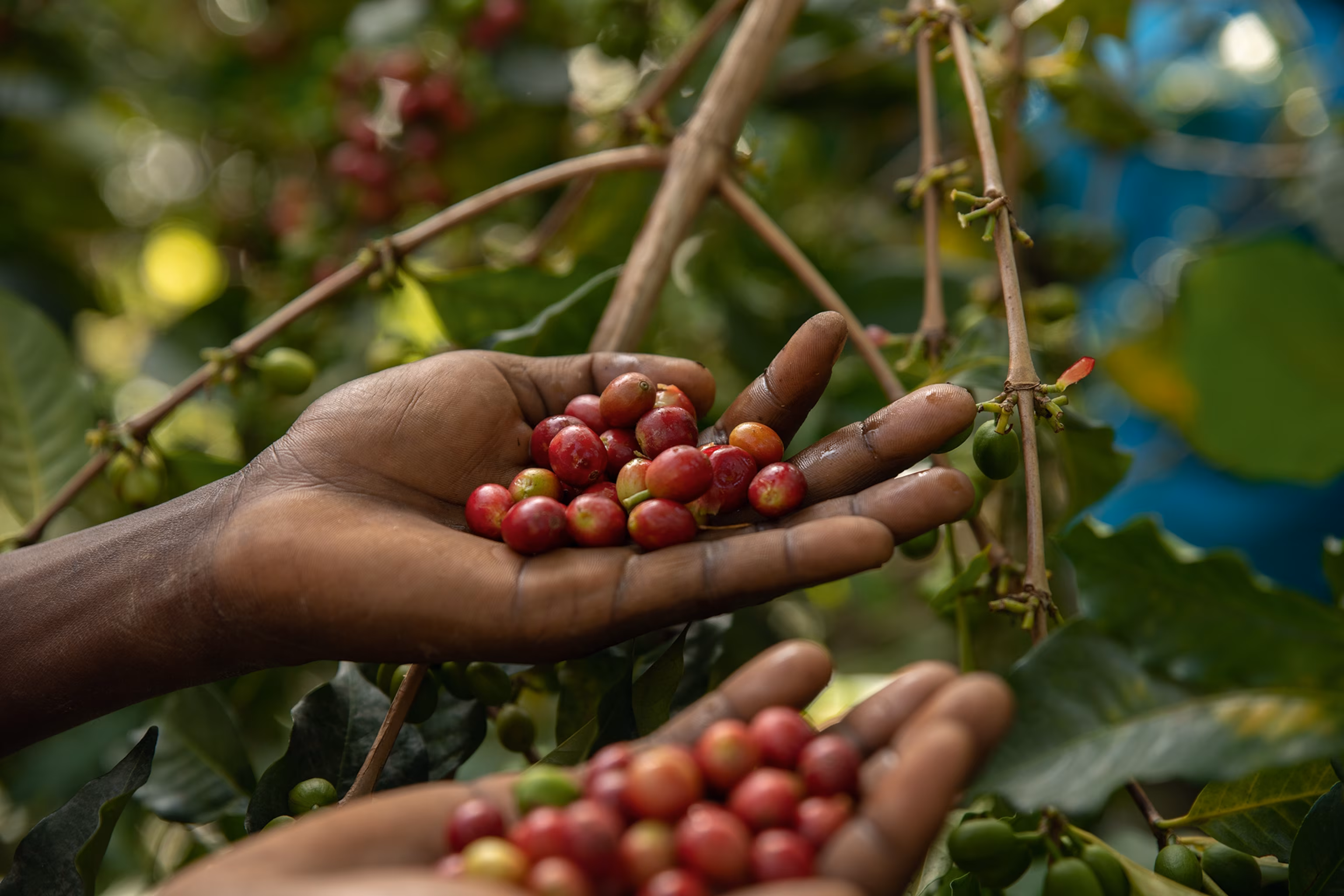 Kerchanshe Coffee Production